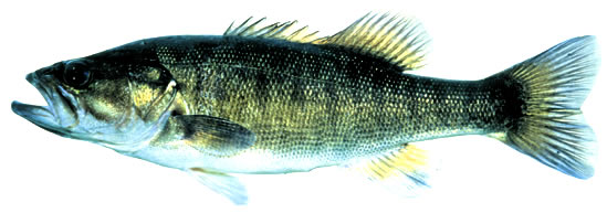 Anatomically, the shoal bass (Micropterus cataractae) on top is similar to the spotted bass (Micropterus punctulatus punctulatus) on bottom. Photo by Richard T. Bryant. Email richard_T_bryant@mindspring.com