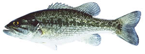 Anatomically, the shoal bass (Micropterus cataractae) on top is similar to the spotted bass (Micropterus punctulatus punctulatus) on bottom. Photo by Richard T. Bryant. Email richard_T_bryant@mindspring.com