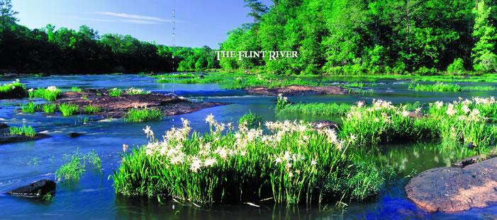 The rare shoals spider lily (Hymenocallis coronaria) blooms in the stony shallows of Hightower Shoals where the Flint River crosses the fall Line near Big Lazer Creek Wildlife Management Area. Photo by Richard T. Bryant. Email richard_t_bryant@mindspring.com