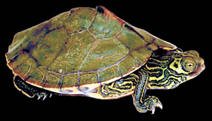 Barbour’s Map Turtle. Photo by Richard T. Bryant. Email richard_t_bryant@mindspring.com