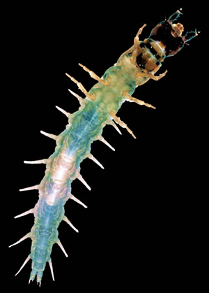 Dobsonfly Larva. Photo by Richard T. Bryant. Email richard_t_bryant@mindspring.com