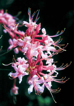 Native Azalea. Photo by Richard T. Bryant. Email richard_t_bryant@mindspring.com