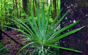 Needle Palm. Photo by Richard T. Bryant. Email richard_t_bryant@mindspring.com