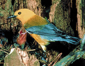 Prothonotary Warbler. Photo courtesy of Cornell Lab of Ornithology. Photo by Frederick Truslow.