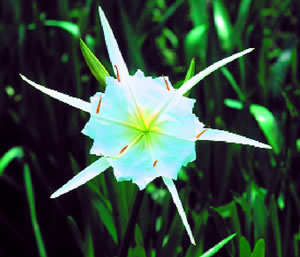 Shoals Spider Lily. Photo by Richard T. Bryant. Email richard_t_bryant@mindspring.com
