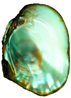 The Washboard Mussel. Photo by Richard T. Bryant. Email richard_t_bryant@mindspring.com