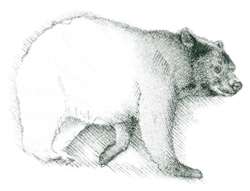 Black bear (Ursus americanus) This bear grows to 300 pounds. 