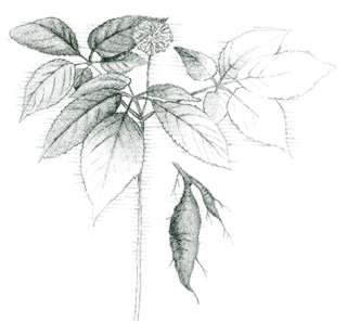 Dwarf ginseng (Panax trifolius) Believed by some to be an aphrodisiac, ginseng has been overcollected. 