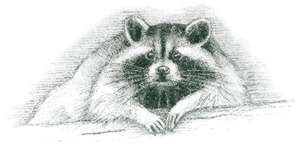 Raccoon (Procyon lotor) The raccoon often appears to wash its food, resulting in its Latin name, “lotor,” meaning “a washer.” 