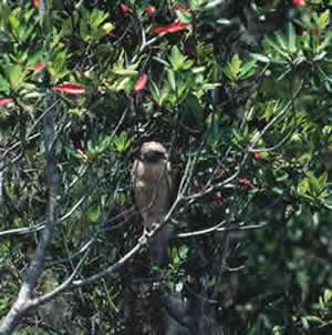 A hawk stalks its prey with a keen eye. Photo by Richard T. Bryant. Email richard_t_bryant@mindspring.com