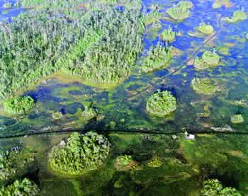 A canoe trail cuts through the Okefenokee, running alongside a covered platform that provides shelter for overnight visitors.  Photo by Richard T. Bryant. Email richard_t_bryant@mindspring.com