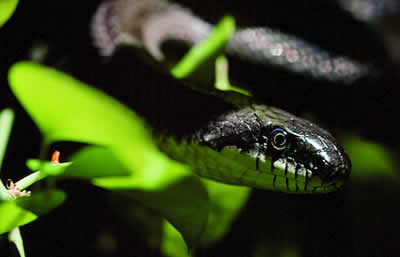 Gray rat snake. Photo by Richard T. Bryant. Email richard_t_bryant@mindspring.com