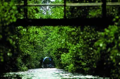 The dredge at work in the Okefenokee. Photo by Richard T. Bryant. Email richard_t_bryant@mindspring.com