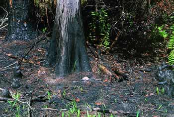 A cypress tree marked with ash left by fire. Photo by Richard T. Bryant. Email richard_t_bryant@mindspring.com