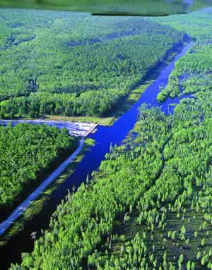 The five-mile earthen dam which holds water in the Suwannee River floodplain. Photo by Richard T. Bryant. Email richard_t_bryant@mindspring.com