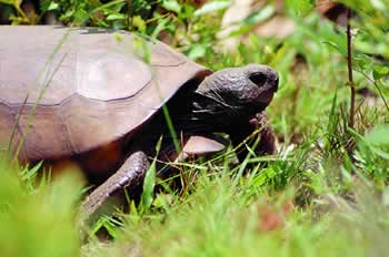 The gopher tortoise is a threatened species found in the Okefenokee Swamp. Photo by Richard T. Bryant. Email richard_t_bryant@mindspring.com