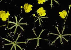 Bladderworts. Photo by Richard T. Bryant. Email richard_t_bryant@mindspring.com