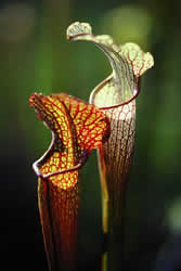 Golden Trumpet. Photo by Richard T. Bryant. Email richard_t_bryant@mindspring.com