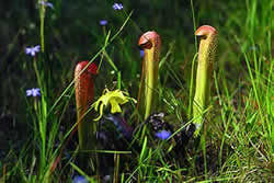 Hooded Pitcher. Photo by Richard T. Bryant. Email richard_t_bryant@mindspring.com