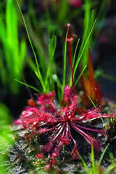 Round-leaved Sundew. Photo by Richard T. Bryant. Email richard_t_bryant@mindspring.com