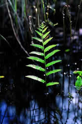 Virginia Chain Fern. Photo by Richard T. Bryant. Email richard_t_bryant@mindspring.com