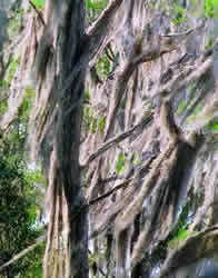 Spanish Moss. Photo by Richard T. Bryant. Email richard_t_bryant@mindspring.com