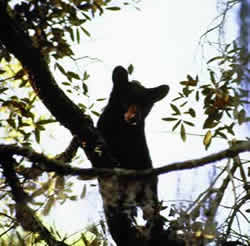 Black Bear. Photo by Richard T. Bryant. Email richard_t_bryant@mindspring.com