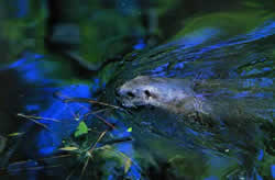 River Otter. Photo by Richard T. Bryant. Email richard_t_bryant@mindspring.com