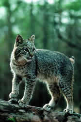 Bobcat. Photo by Richard T. Bryant. Email richard_t_bryant@mindspring.com