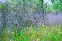 White-tailed Deer. Photo by Richard T. Bryant. Email richard_t_bryant@mindspring.com