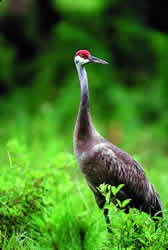 Sandhill Crane. Photo by Richard T. Bryant. Email richard_t_bryant@mindspring.com