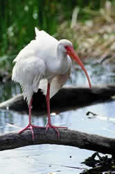 White Ibis. Photo by Richard T. Bryant. Email richard_t_bryant@mindspring.com