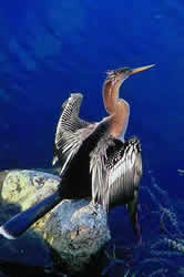 Anhinga. Photo by Richard T. Bryant. Email richard_t_bryant@mindspring.com