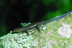 Five-lined Skink. Photo by Richard T. Bryant. Email richard_t_bryant@mindspring.com