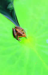 Southern Spring Peeper. Photo by Richard T. Bryant. Email richard_t_bryant@mindspring.com