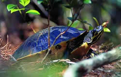 Florida Cooter. Photo by Richard T. Bryant. Email richard_t_bryant@mindspring.com