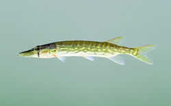 Chain Pickerel. Photo by Richard T. Bryant. Email richard_t_bryant@mindspring.com