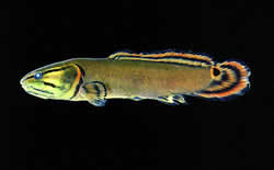 Bowfin. Photo by Richard T. Bryant. Email richard_t_bryant@mindspring.com