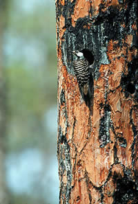 The red-cockaded woodpecker; Georgia's only woodpecker to excavate nest cavities in living pines.  Photo by Richard T. Bryant.  Email richard_T_Bryant@mindspring.com