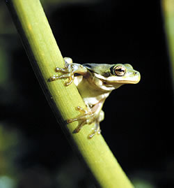 Choruses of green treefrogs may be heard calling from spring through late summer.  Photo by Richard T. Bryant.  Email: richard_T_Bryant@mindspring.com