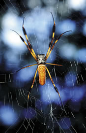 An orb-weaver spider; one of the many small creatures that can be spotted by keen observers.  Photo by Richard T. Bryant.  Email: richard_T_Bryant@mindspring.com