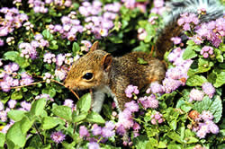 A young gray squirrel explores its environment.  Photo by Richard T. Bryant.  Email: richard_T_Bryant@mindspring.com