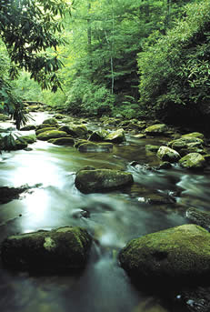 Moccasin Creek in summer.  Photo by Richard T. Bryant.  Email: richard_T_Bryant@mindspring.com