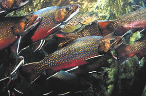 Brook trout, Georgia’s only native trout, inhabit clear, cold mountain streams.  Photo by Richard T. Bryant.  Email: richard_T_Bryant@mindspring.com