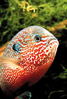 Longear sunfish have been stocked in many Georgia lakes including Lake Lanier.  Photo by Richard T. Bryant.  Email: richard_T_Bryant@mindspring.com