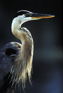 Great blue herons fish along the banks of Sweetwater Creek.  Photo by Richard T. Bryant.  Email: richard_T_Bryant@mindspring.com