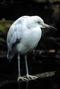 An immature little blue heron, displaying traces of the gray-blue color it will have as an adult.  Photo by Richard T. Bryant.  Email: richard_T_Bryant@mindspring.com