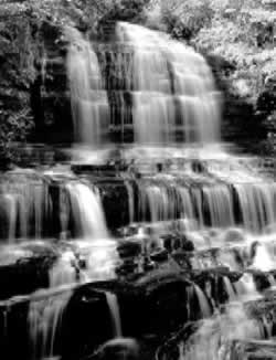 Approximately 14,000 visitors come to Pearson’s Falls each year to see the lush, water-sprayed environment surrounding the 90-foot falls, which is filled with more than 200 varieties of ferns, wildflowers, algae, and mosses.