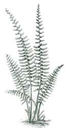 Christmas fern (Polystichum acrostichoides)