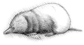 Eastern mole (Scalopus aquaticus) Spending most of its life underground, the mole feeds on earthworms and insect larvae in its passageway of tunnels 10 inches below the surface. It is identified by a pink snout, hairless tail, and furry body that grows to 6 inches.